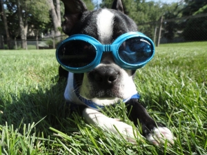 boston terrier with doggles
